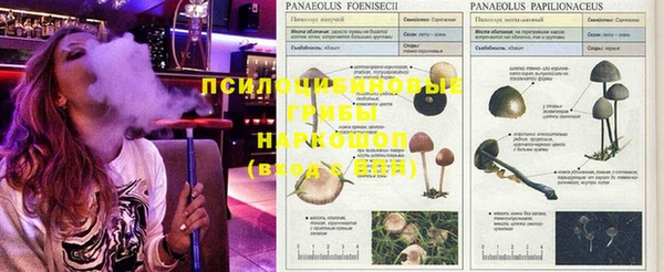 ГАЛЛЮЦИНОГЕННЫЕ ГРИБЫ Магадан